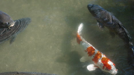 colourful koi fish surfacing in clear water of a garden pond at sunny day in tokyo, japan