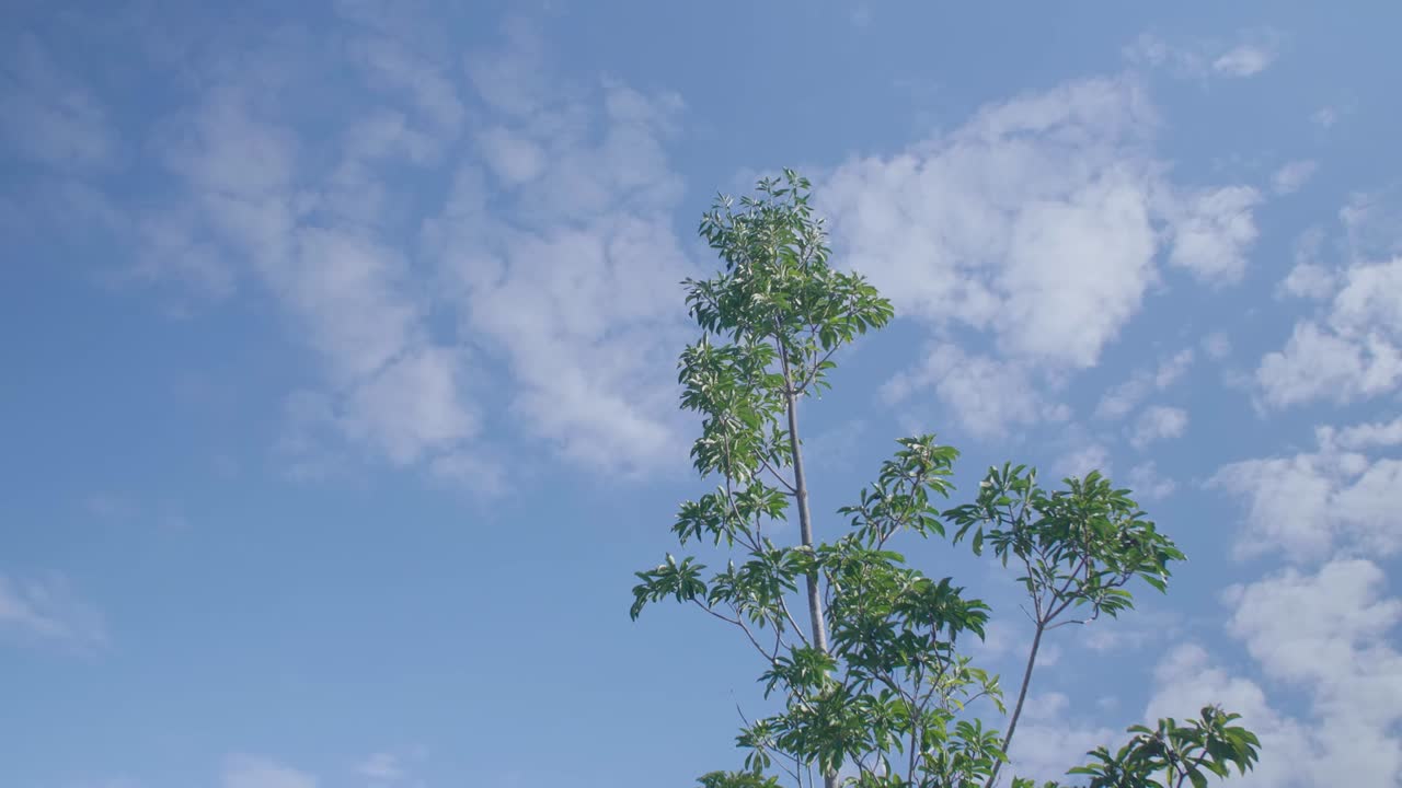 뒤에 하늘이 있는 나무를 올려다보다