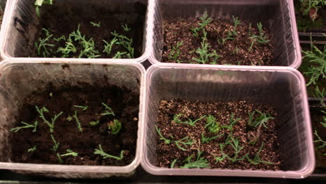 Growing-of-plant-seedlings-in-greenhouse-conditions.-Young-plants-of-thuja-in-pots