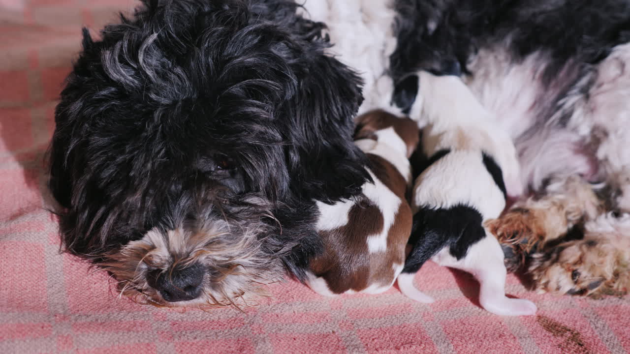 perro después de dar a luz con cachorro recién nacido 10