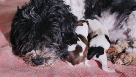 perro después de dar a luz con cachorro recién nacido 10