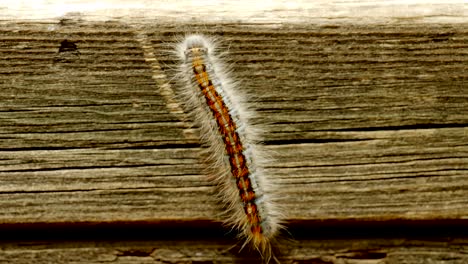 extreme macro close up and extreme slow motion of a western tent caterpillar moth walking on a wood railing and you can see the detail on his back