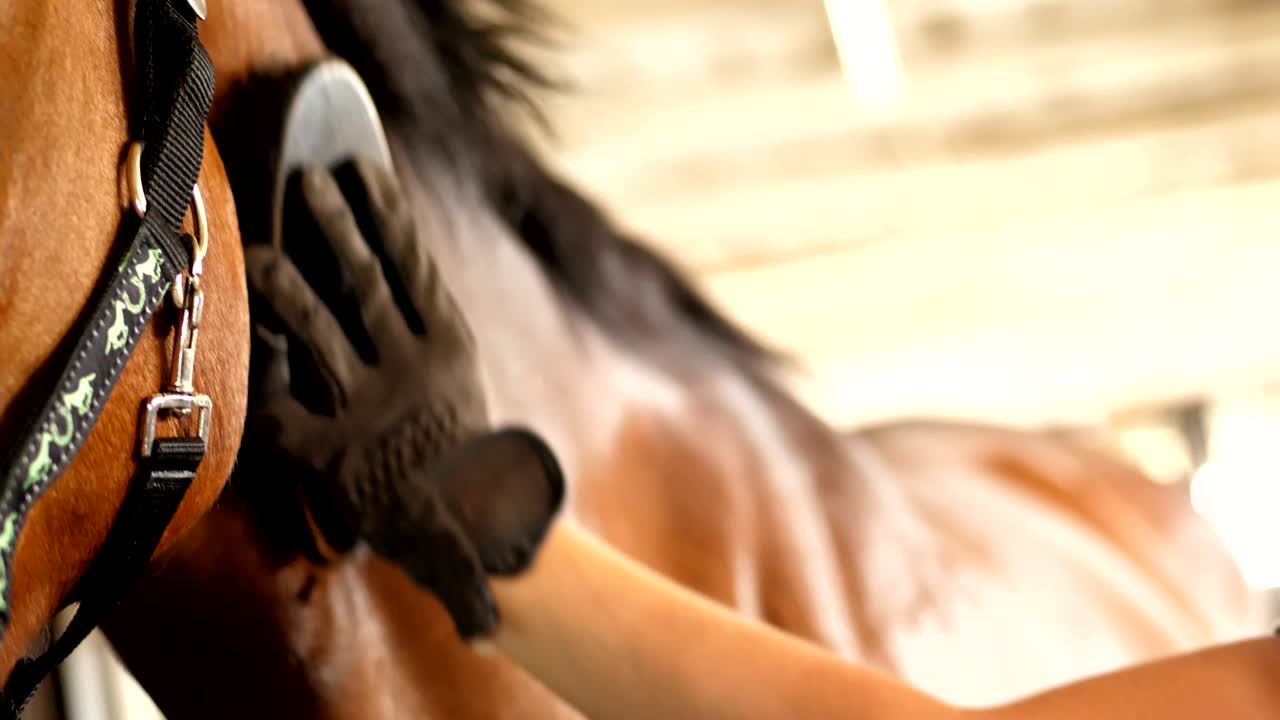 primer plano, jinete limpia de la suciedad con el pincel joven caballo hermoso marrón, semental de pura sangre, en los establos de la granja, cuidando de mascotas de pura raza, aseo de caballos, cepillado antes del paseo