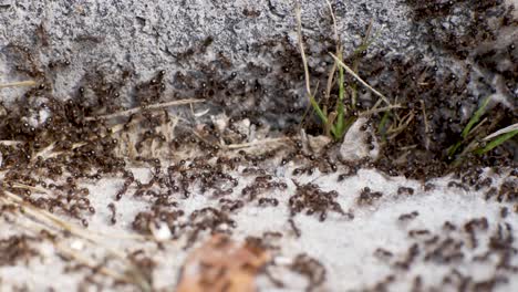 thousands of ants swarm out of a crack in the foundation of a home - close up