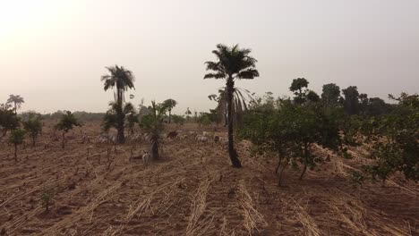 Trockenes-Land-Von-Nigeria-Mit-Der-Drohne,-Die-über-Die-Palmen-Fliegt