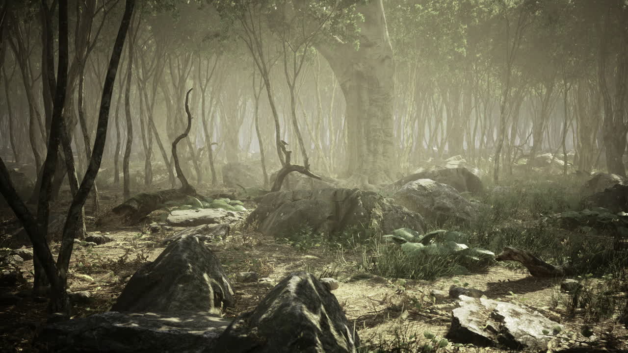 Mysterious forest with fog covering rocks and plants in an enchanted setting