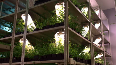 seedlings of flowers and plants growing on shelves of multi-tiered greenhouse