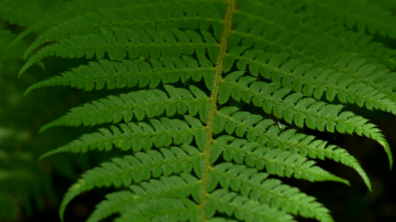 Close-Up of Soft Shield Fern Leaf (Polystichum Setiferum) – Gourgue d’Asque, Pyrenees, France