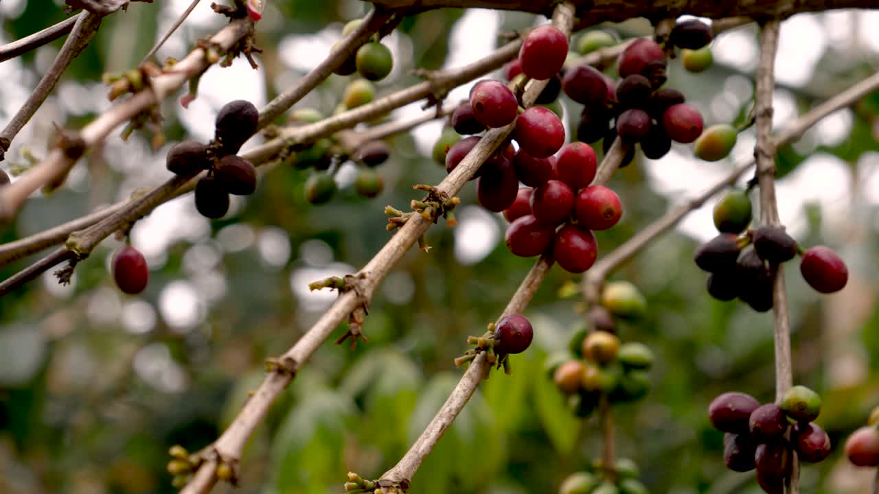 Closeup footage of coffee bean harvesting