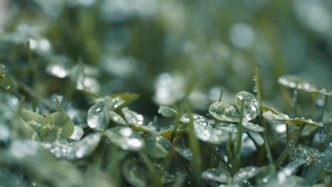 a macro shot of clover leaves and grass beaded with morning dew