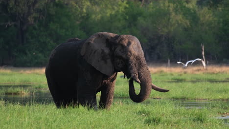 huge bull elephant feeding in swamp at masai mara, kenya, east africa