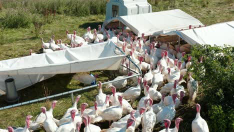 flock of turkeys ready for thanksgiving dinner