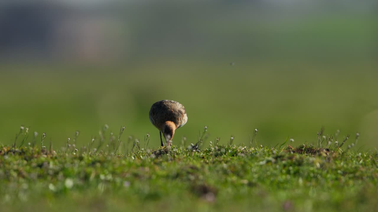A small wading bird foraging in a grassy field
