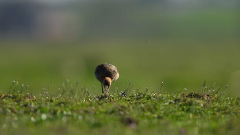 a small wading bird foraging in a grassy field