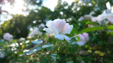 Eine-Zarte-Weiße-Rose-In-Voller-Blüte-In-Einem-Sonnenbeschienenen-Garten-An-Einem-Sonnigen-Tag