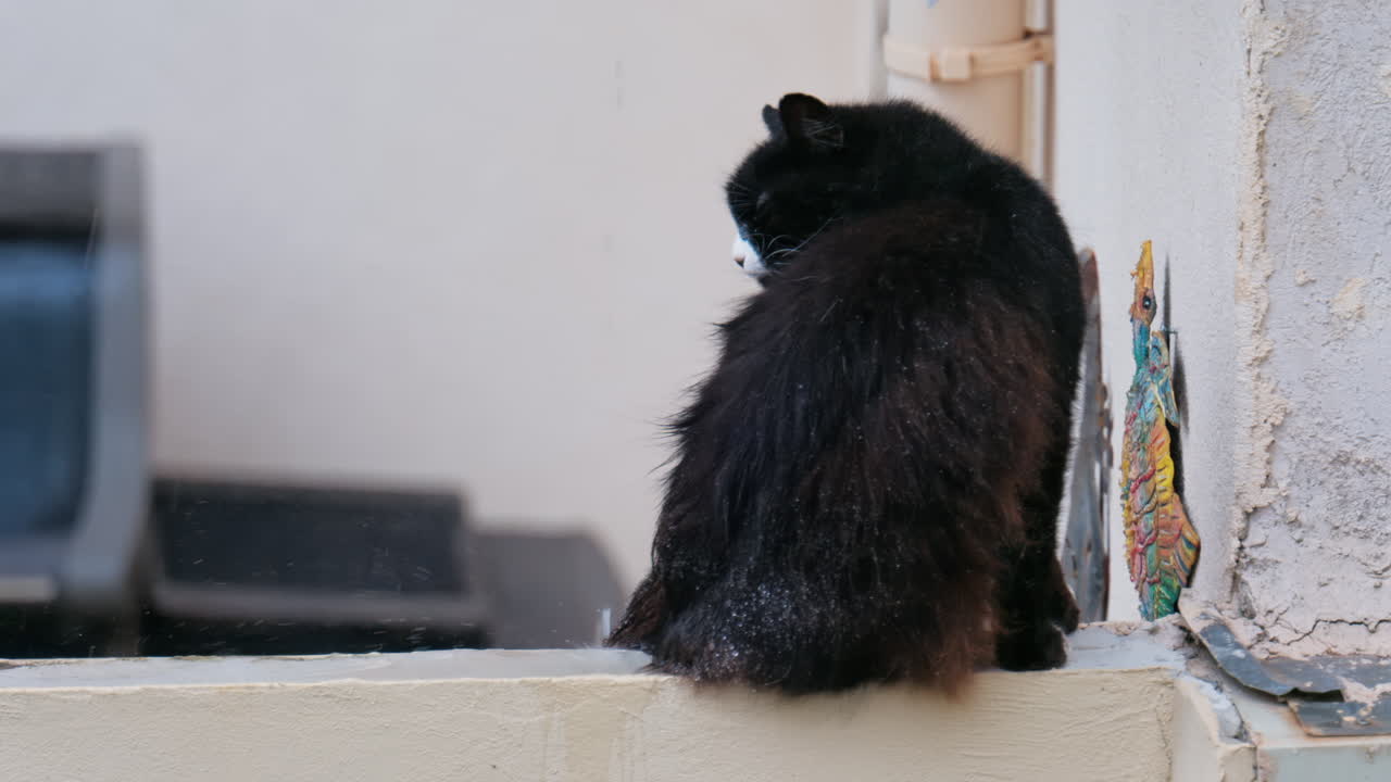 Close up of a black cat sitting on a ledge in the rain