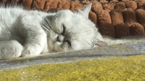 A-Persian-cat-takes-a-peaceful-nap,-basking-in-the-warmth-of-the-sun-on-a-comfortable-sofa,-captured-up-close-in-a-moment-of-pure-relaxation