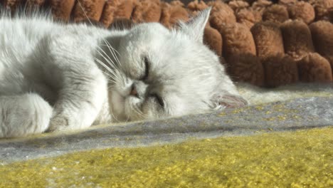 A Persian cat takes a peaceful nap, basking in the warmth of the sun on a comfortable sofa, captured up close in a moment of pure relaxation