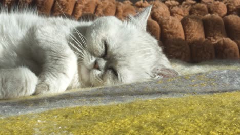 un gato persa toma una siesta tranquila, disfrutando del calor del sol en un cómodo sofá, capturado de cerca en un momento de pura relajación