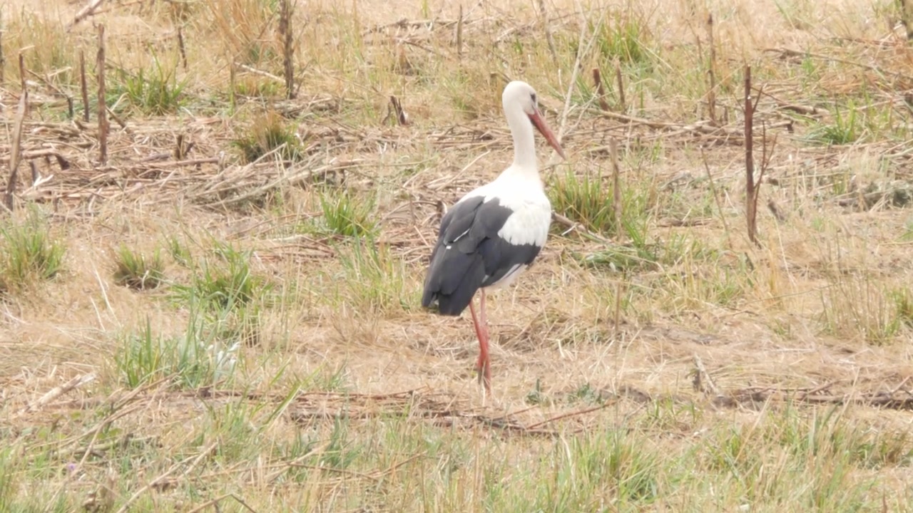 Cigogne sauvage dans une prairie sèche près de Karlsruhe, Bade-Wurtemberg, Allemagne.