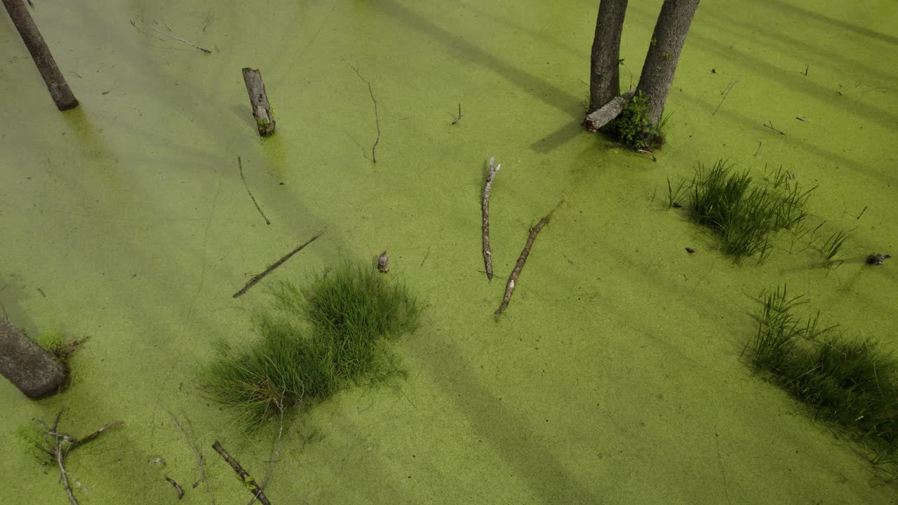 toma aérea de arriba hacia abajo del pantano natural con sombras de los árboles muertos