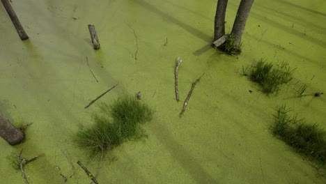 Aerial-top-down-shot-of-the-natural-swamp-with-shadows-of-the-dead-trees