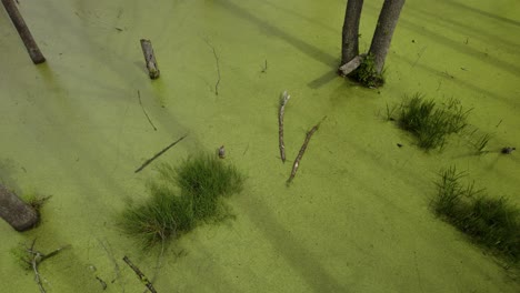 aerial top-down shot of the natural swamp with shadows of the dead trees