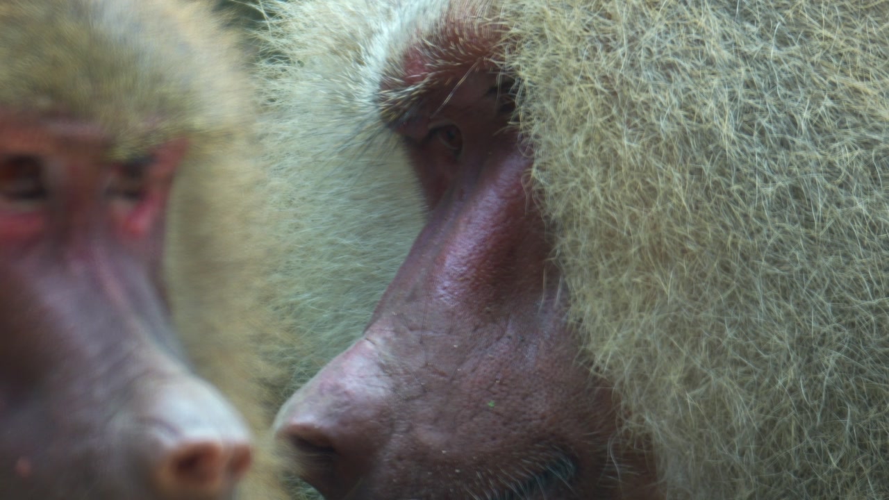 A close-up shot of a Hamadryas Baboon (Papio hamadryas) grooming another, picking through its fur and removing parasites.