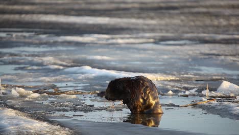 eurasian beaver sitting on ice and cleaning himself