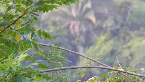 Black-Chested-Jay-Perched-on-Branch-Before-Fleeing-into-the-Distance