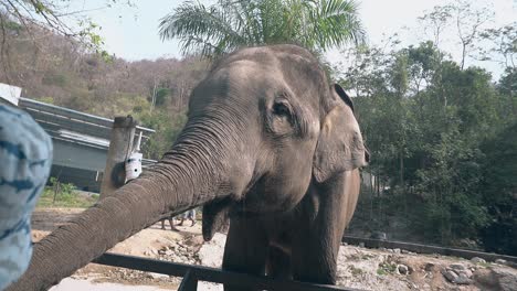 Komischer-Großer-Grauer-Elefant-Frisst-Nahrung-Mit-Langem-Rüssel