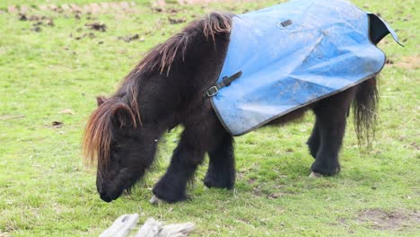 un caballo en un abrigo azul pastando