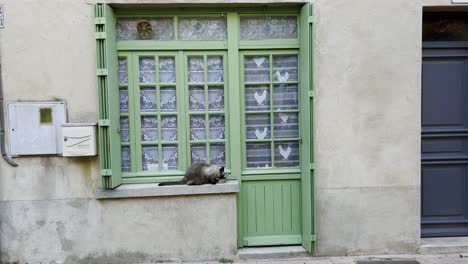 dark gray black cat on a windowsill sitting on a bowl in france