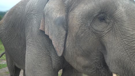 elefante asiático tailandés con colmillo comiendo y caminando en la jungla