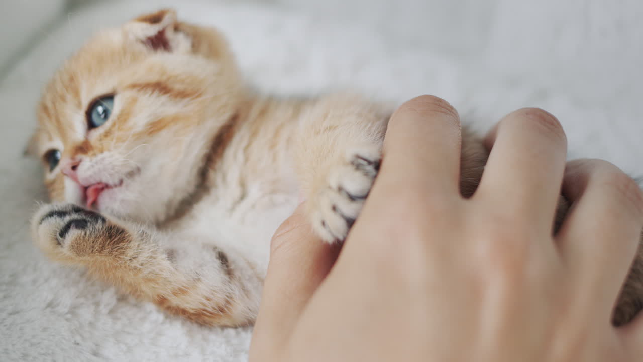The owner plays with his little kitten, the pet bites and licks his finger