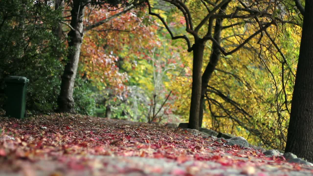 Walking In Park Autumn Forest