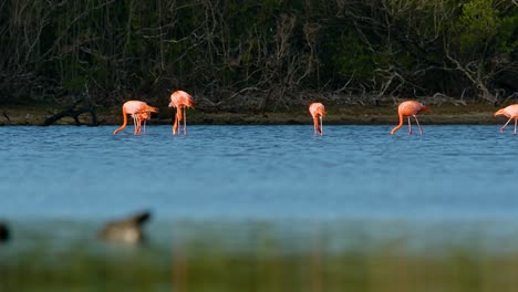 Día-Ventoso-En-Manglares-Estanque-De-Marismas-Con-Flamencos-Alimentándose-En-El-Agua