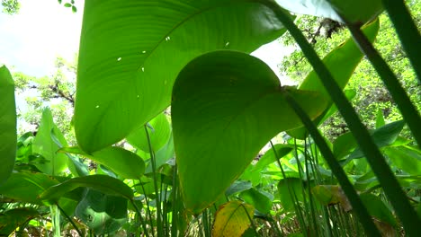 las plantas de bandera de cocodrilo crecen en los everglades, florida