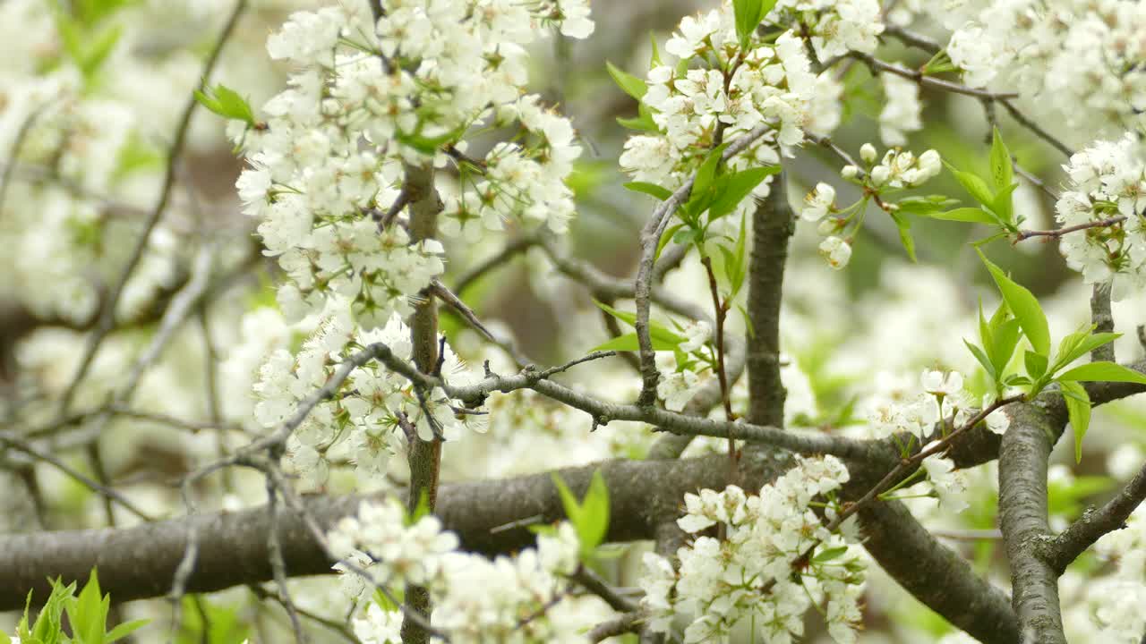 Black Caped Chickadee Perched In White Blossom Tree Before Flying Away