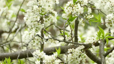 Black-Caped-Chickadee-Perched-In-White-Blossom-Tree-Before-Flying-Away