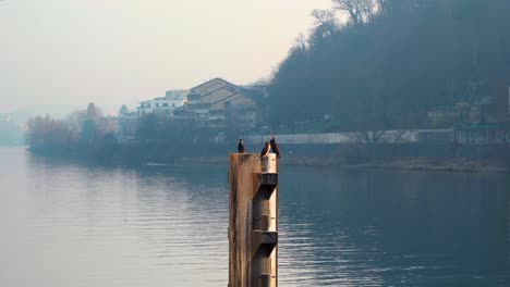 great cormorant waiting for the day to start