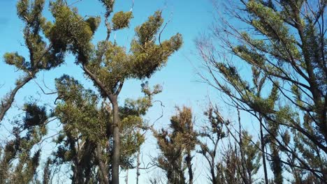 Rising-up-through-the-canopies-of-recovering-eucalypt-trees-one-year-after-being-burnt-by-wildfire-near-Mallacoota,-Victoria,-Australia,-December-2020