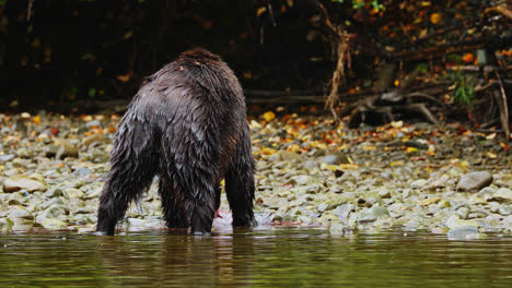 Junger-Grizzlybär-Frisst-Lachs-Am-Flussufer,-Großer-Bärenregenwald,-Britisch-Kolumbien