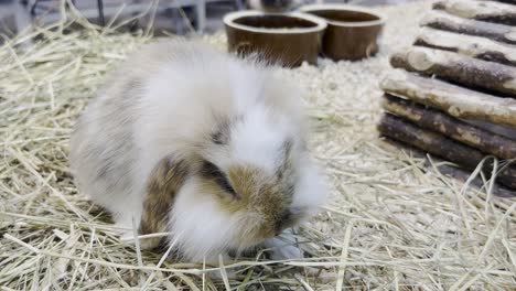 a fluffy rabbit sits in a cage and eats dry grass animal nature concept happy easter day