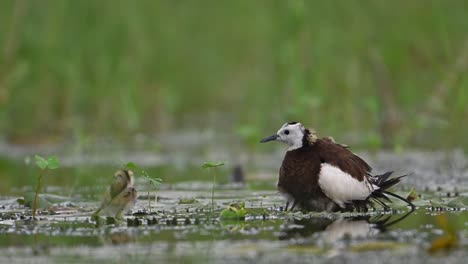 pheasant tailed jacana hiding chicks under her wings to save them from hunter