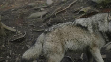 Nahaufnahme-Eines-Majestätischen-Grauen-Wolfs,-Der-Läuft,-Lippen-Leckt-Und-Im-Wald-Knurrt