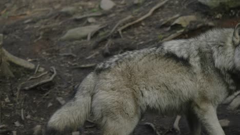 primer plano de majestuoso lobo gris corriendo, lamiendo labios y gruñendo en el bosque