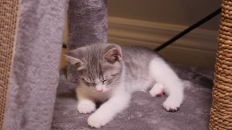 little silver kitten cat falling into sleep