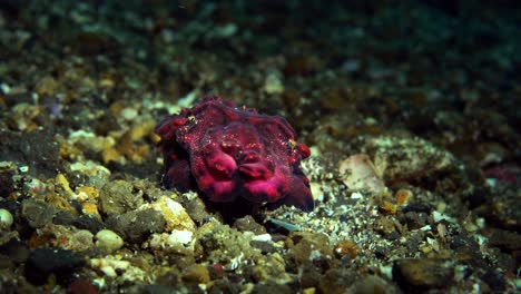 Flamboyant-Cuttlefish-Lembeh-Indonesia-4k-25fps
