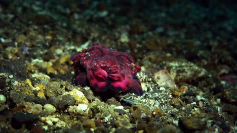 Extravaganter-Tintenfisch-Lembeh-Indonesien-4k-25fps